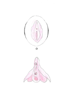 Vulva i klitoris